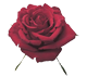 گل رز هلندی بریو